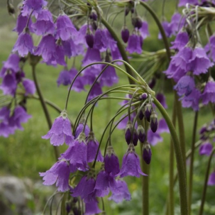 Primula matthioli subsp turkestanica